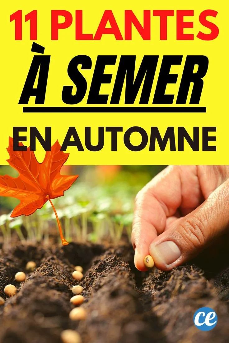 Légumes automne à planter en octobre dans le potager facilement